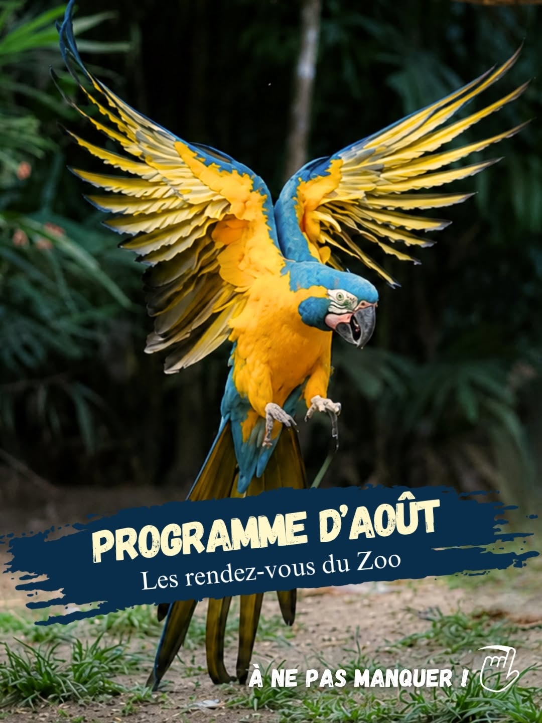 Programme d’août au Zoo de Martinique : les rendez-vous à ne pas manquer à Martinique – Le Guide Timoun